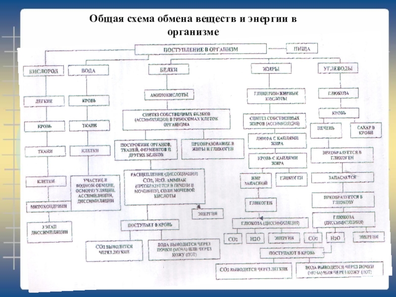 Схема метаболизма человека полная