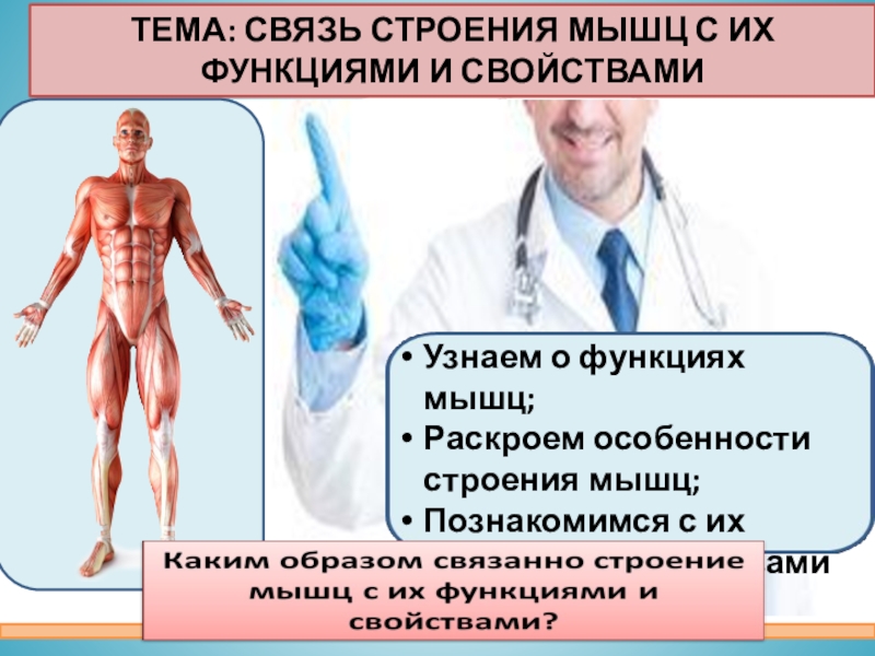 Главная функция мышцы. Урок мышцы их строение и функции 8 класс. Защитная функция мышц. Анатомия мышц человека для массажистов.