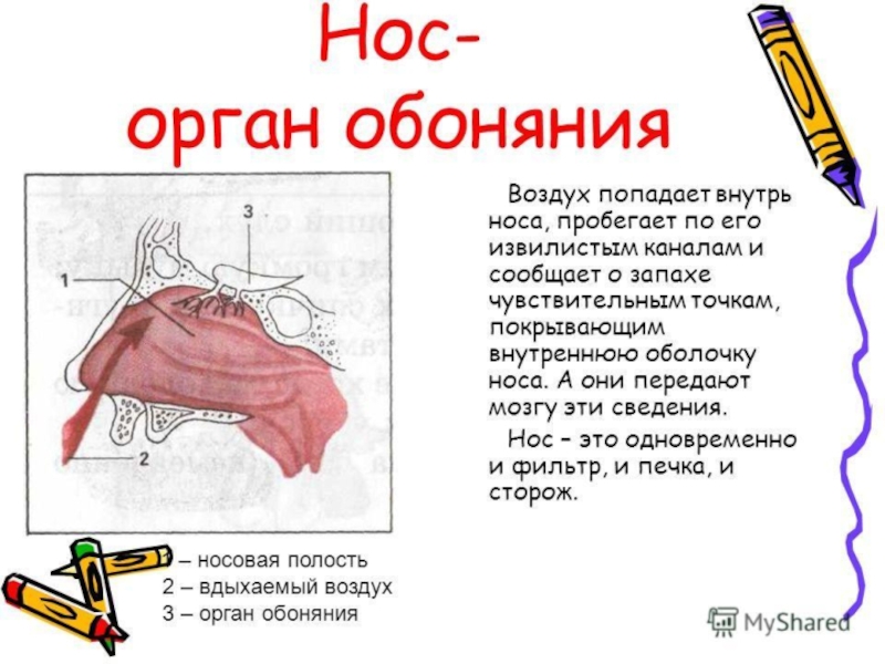 Органы чувств 3 класс окружающий мир плешаков. Доклад обоняние 4 класс окружающий мир. Нос орган обоняния. Доклад про нос. Сообщение о обоняние.