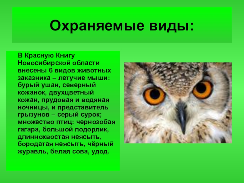 Этот вид животного охраняется. Животные Новосибирской области. Животные красной книги Новосибирска. Животные Новосибирской области занесенные в красную книгу. Животные и растения красной книги Новосибирской области.