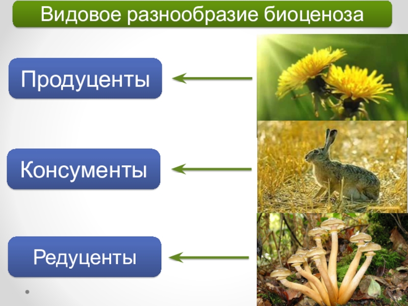 В представленном на рисунке биоценозе редуцентами являются