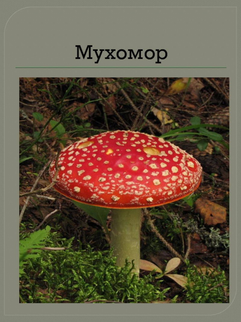 Грибы 2 класс окружающий мир. Мухомор ядовитый гриб 2 класс. Шляпочные грибы мухомор. Проект про мухомор. Мухомор презентация.