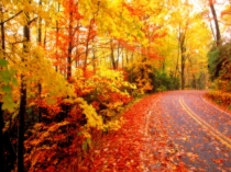 Презентация к открытому уроку биологии 5 класс Биологические иллюстрации, рисунки, фотографии, компьютерные модели