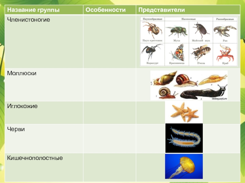 Название групп животных. Членистоногие моллюски. Членистоногие моллюски иглокожие. Тип моллюски черви. Членистоногие моллюски представители.