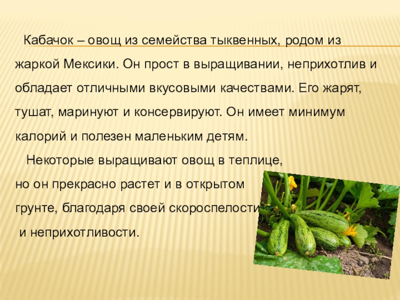 Кабачок – овощ из семейства тыквенных, родом из жаркой Мексики. Он прост в выращивании, неприхотлив