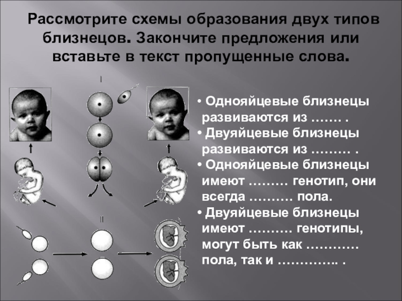 Почему однояйцевые близнецы имеют одинаковый генотип. Однояйцевые Близнецы генетика. Двуяйцевые Близнецы это. Генотип однояйцевых близнецов. Однояйцевые Близнецы развиваются из.