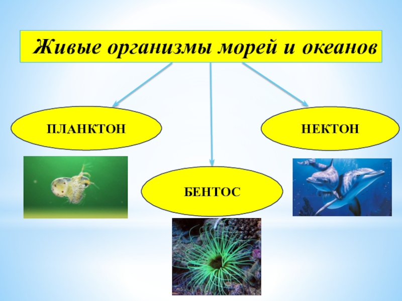 Группа живых организмов название. Живые организмы. Группы морских организмов. Планктон Нектон бентос. Живые организмы в океане планктон Нектон бентос.