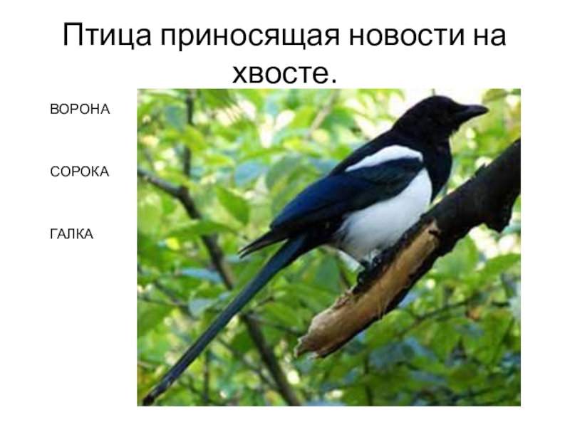 Сорока на хвосте принесла. Сорока новости на хвосте принесла. Птица на хвосте принесла. Галка и сорока одно и тоже. Птица приносящая новости на хвосте.