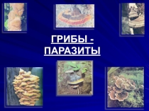 Презентация к уроку Грибы-паразиты