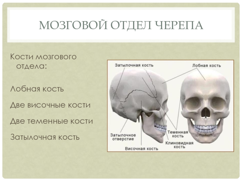 Мозговой отдел черепаКости мозгового отдела:Лобная костьДве височные костиДве теменные костиЗатылочная кость