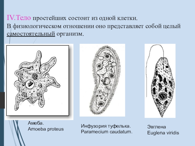 Презентация одноклеточные 5 класс