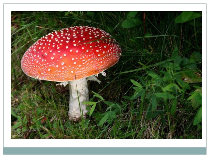 Грибы особая группа организмов. Мухомор особый гриб.