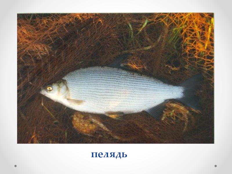 Пелядь рыба где водится в россии фото