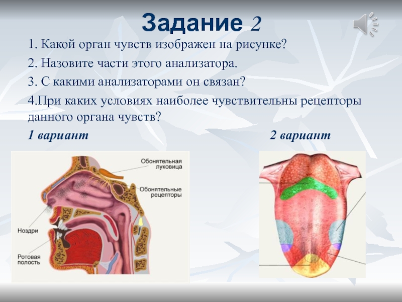 Проект по биологии анализаторы