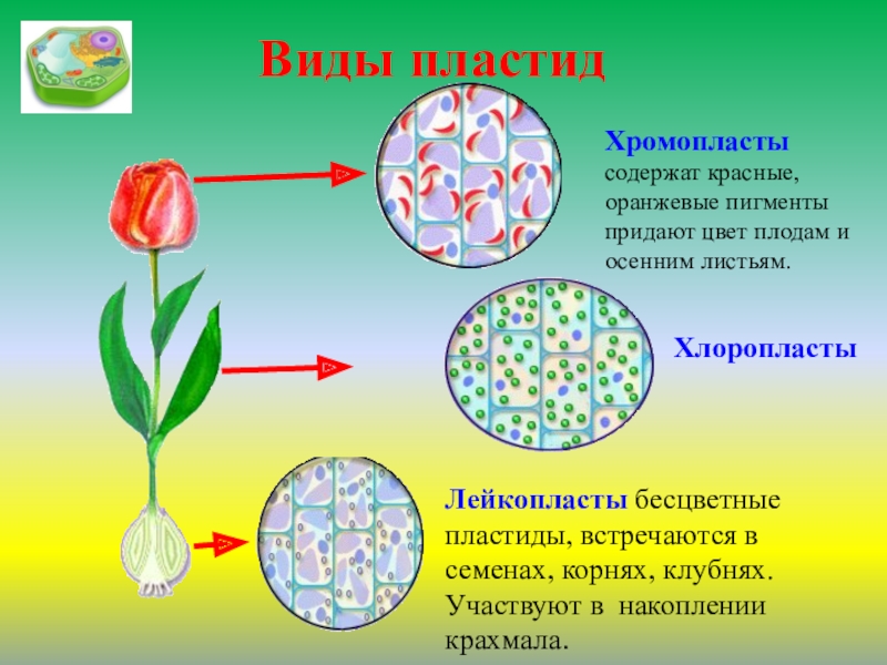 Виды пластид. Хлоропласты хромопласты лейкопласты. Пластиды (хлоропласты) пластиды (хромопласты) пластиды (лейкопласты). Пластиды хлоропласты хромопласты лейкопласты. Растительная клетка с хлоропласты хромопласты лейкопласты.