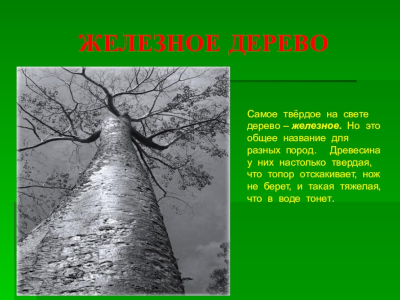 Называл железным. Самое твердое дерево. Дерево с твердой древесиной. Самое твёрдое дериво в мире. Железное дерево доклад.