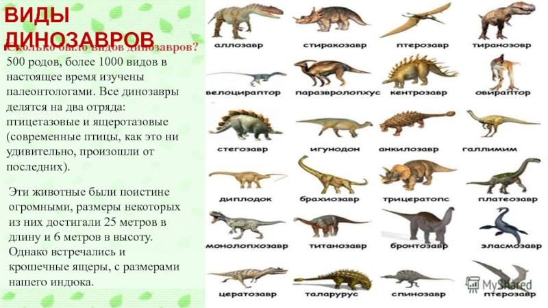 Нептичьи динозавры виды. Виды динозавров. Динозавры и их названия. Название всех динозавров. Название всех динозавров с картинками.