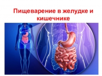 Презентация по биологии на тему Пищеварение в желудке и кишечнике