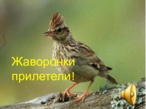 Внеклассное мероприятие  День птиц