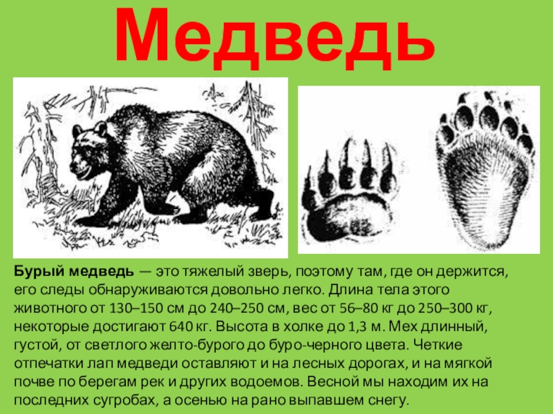 Зверя по следам любого узнавать умею текст. Следы медведя. Следы животных медведь. Следы медведя передние и задние. Следы диких животных медведь.