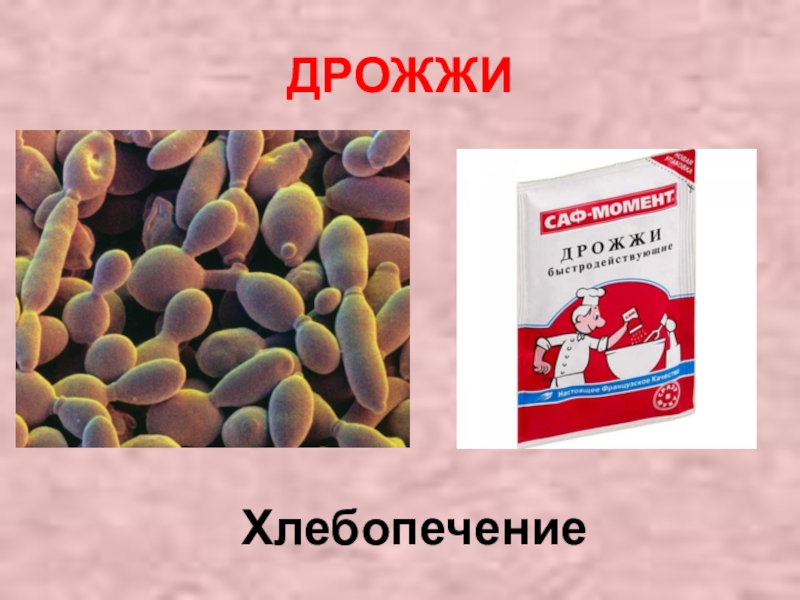 Дрожжи что это. Дрожжи в хлебопечении. Дрожжи в форме микробов. Грибы в хлебопечении. Грибы дрожжи в хлебопечении.