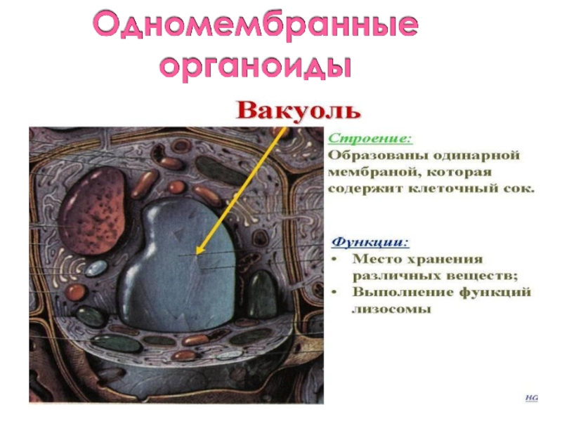 Вакуоль функции. Вакуоль это органоид который. Одномембранные органоиды вакуоль. Одномембранные органоиды клетки строение и функции. Органоиды клетки вакуоль.