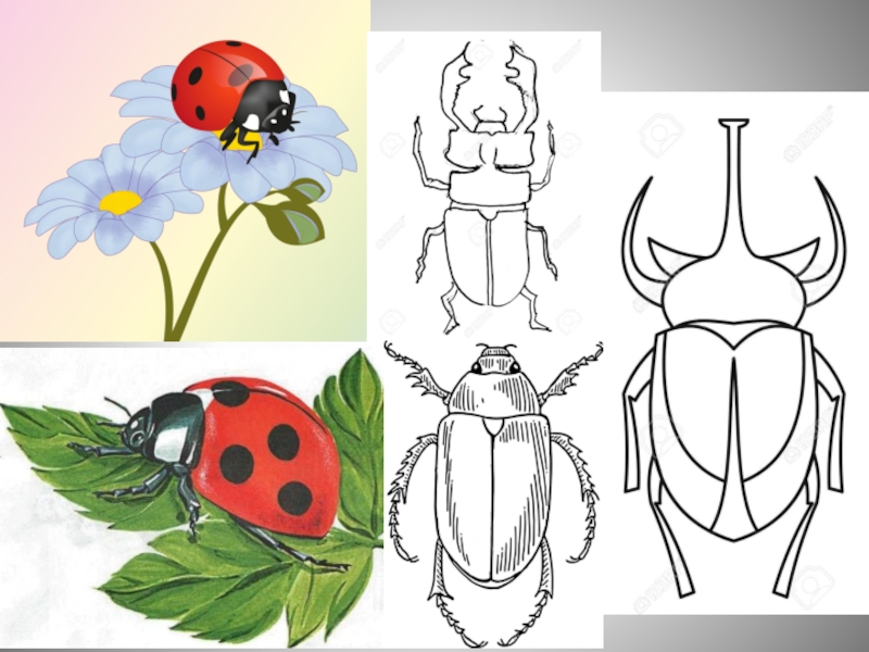 Презентация к уроку изо 1 класс разноцветные жуки