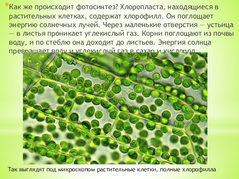 Все живые клетки растения активно поглощают кислород. Лист хлоропласт хлорофилл. Хлорофилл пигмент хлоропластов. Хлорофилл в клетках растения. Фотосинтез хлоропласты хлорофилл.