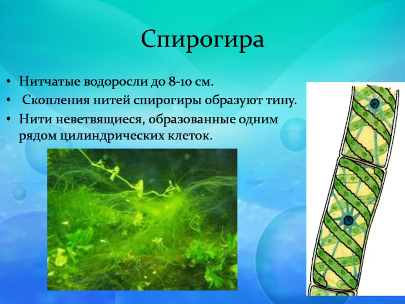 Спирогира Нитчатые водоросли до 8-10 см. Скопления нитей спирогиры образуют тину. Нити неветвящиеся, образованные одним рядом цилиндрических