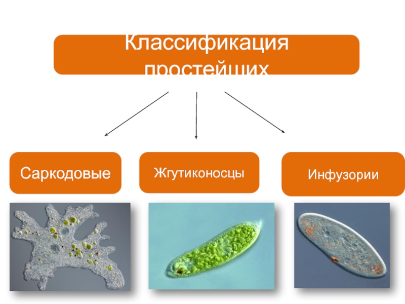 Подцарство простейшие презентация