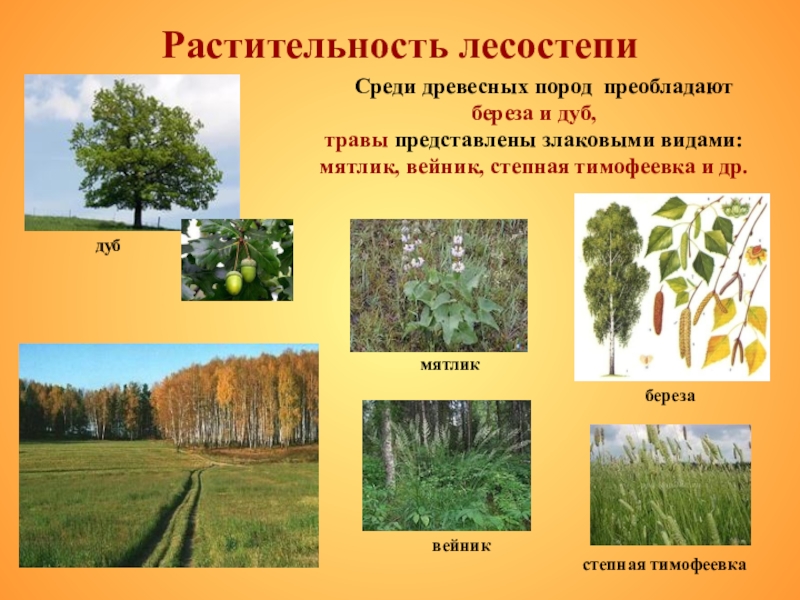 Растительность лесостепи     Среди древесных пород преобладают