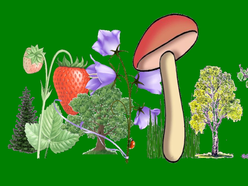 Твоя трава. Грибы зеленая тропинка презентация. Зеленая тропинка занятие. Зеленая тропинка растения ответы. Урок 7 зеленая тропинка презентация.