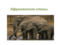 Презентация к уроку окружающего мира.Проект на тему Африканские слоны Работу подготовила ученица 1 А класса МБОУ-кадетской школы №95,г.о.Самара КУЛИКОВА АНАСТАСИЯ.