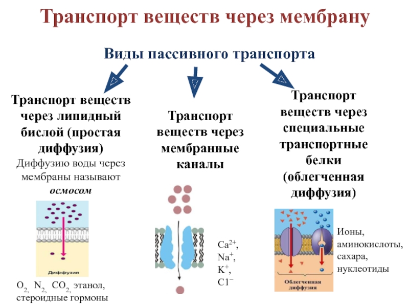 Активный транспорт веществ. Мембранный транспорт пассивный активный облегченный. Активный и пассивный транспорт через мембрану. Что такое активный, пассивный транспорт через клеточную мембрану?. Транспорт веществ через биологическую мембрану пассивный и активный.