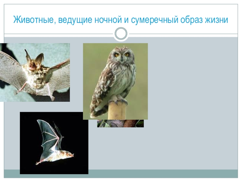 Веду ночной образ. Животные ночной образ жизни. Животные которые ведут ночной образ жизни. Иллюстрации животных ведущих ночной образ жизни. Животные ведущие Сумеречный образ жизни.