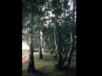 Презентация по окружающему мира на тему Жизнь леса