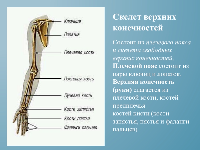 Скелет верхней конечности человека пояс конечностей. Строение костей верхней конечности. Скелет свободной верхней конечности состоит. Скелет плечевого пояса. Плечевая кость свободная верхняя конечность опорно двигательная.