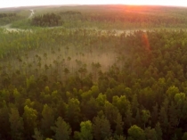 Презентация по биологии на тему  Экологические факторы