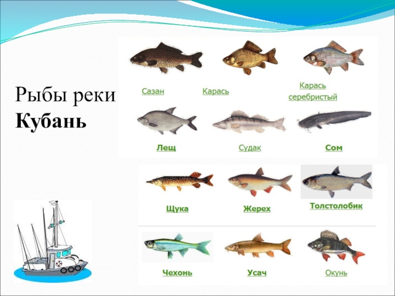 Река кубань какие рыбы. Рыбы реки Кубань. Виды рыб в реке Кубань. Рыбы обитающие в реке Кубань. Какая рыба в реке Кубань.
