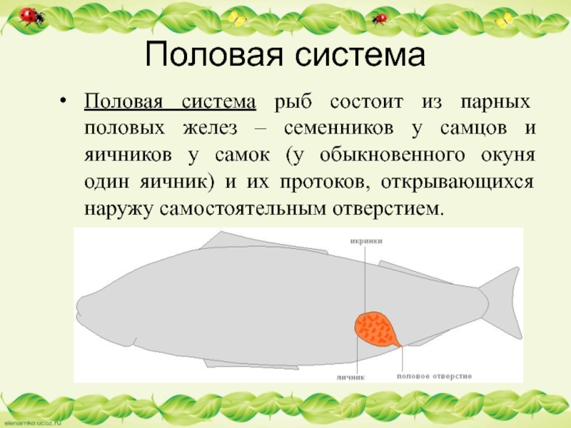 Половая системаПоловая система рыб состоит из парных половых желез – семенников у самцов и яичников у самок