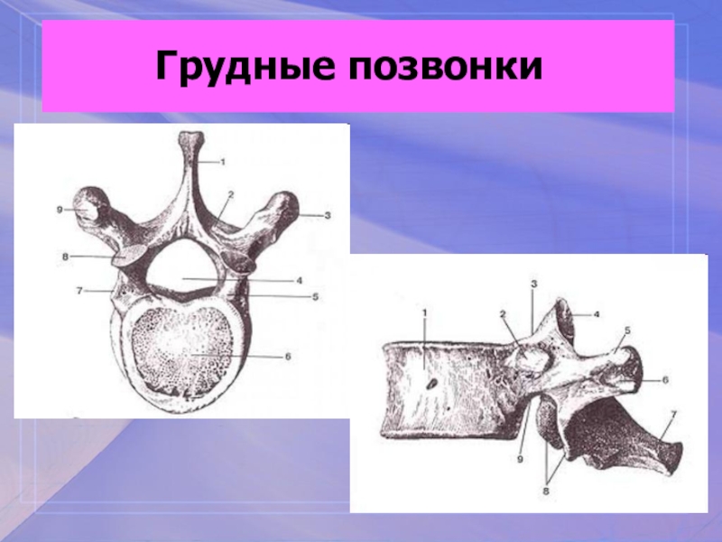 Грудные позвонки. Восьмой грудной позвонок анатомия. Строение грудного позвонка рисунок. Грудинный позвонок. Строение грудных позвонков человека.