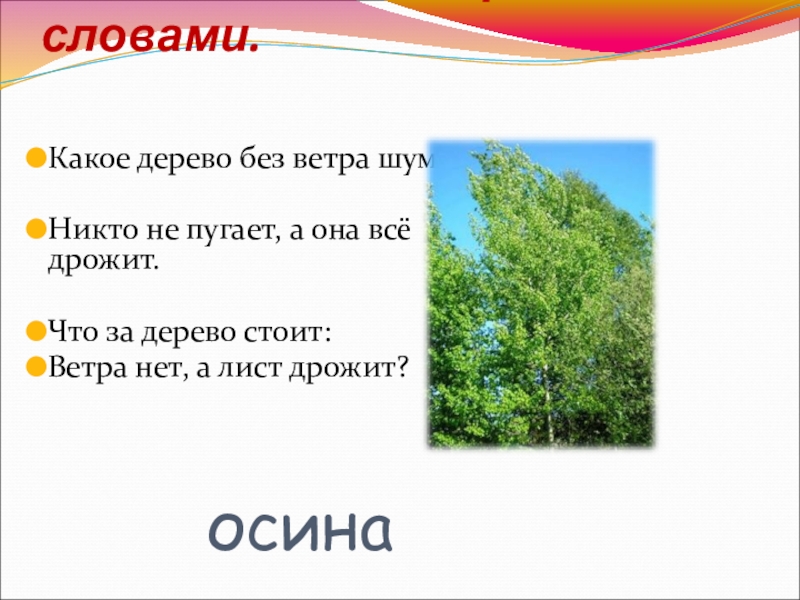 Корень слова осина. Какое дерево без ветра шумит. Словарное слово осина. Загадка со словом осина. Листья какого дерева и без ветра трепещут.