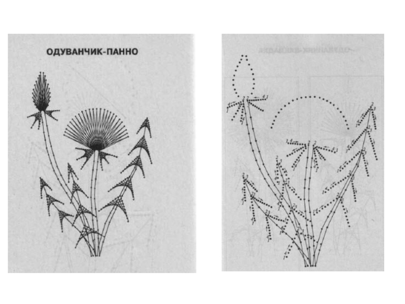 Одуванчик схема растения