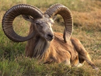 Презентация Дикие животные Казахстана