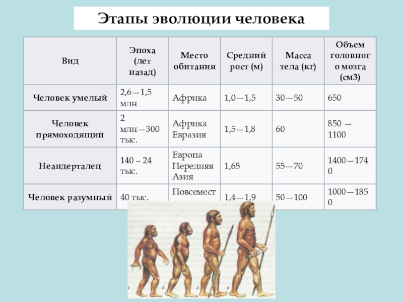 Видовое название человека. Эволюция человека Антропогенез 11 класс таблица. Таблица по биологии человек умелый неандерталец. Таблица человек умелый человек прямоходящий человек разумный. Основные этапы эволюции человека.