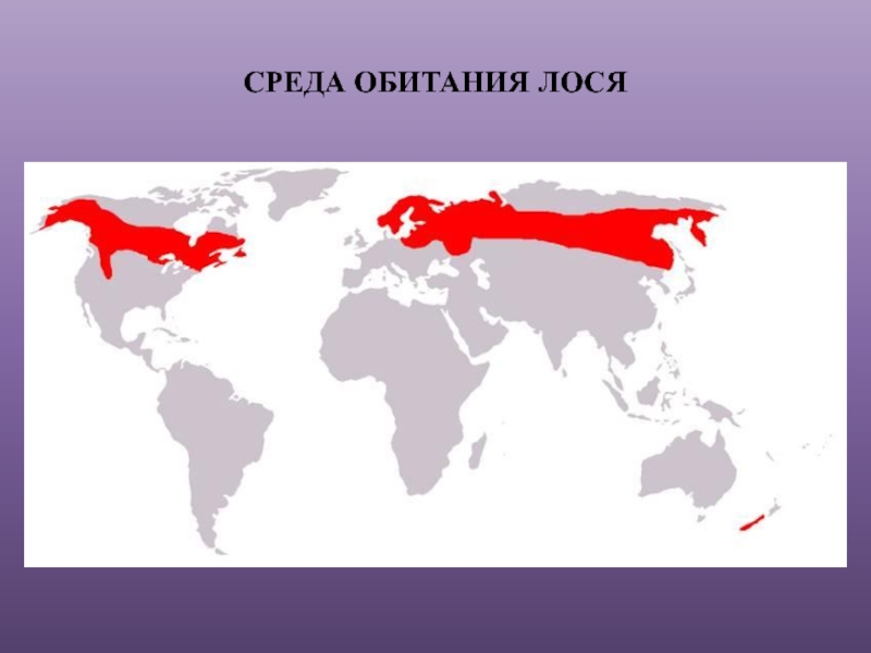 Какое место обитания. Лось ареал обитания. Ареал обитания лосей в России. Ареал обитания лося в России на карте. Ареал лося в России карта.