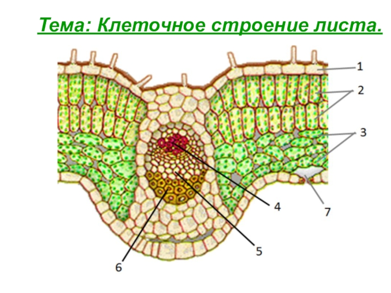 Биология клеточное строение листа. Внутреннее строение листа поперечный срез. Поперечный срез листа без подписей. Поперечный срез жилки листа. Клеточное строение листа поперечный срез.