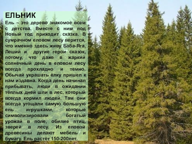 Описание еловых лесов. Ельник описание. Описание елового леса. Еловый лес описание. Еловый лес сообщение.