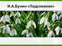 К уроку И.Бунин Подснежник