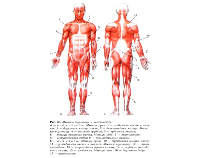 Человек рисунок и их функции. Мышцы головы туловища и конечностей вид спереди и сзади. Мышцы туловища и конечностей 8 класс биология. Основные мышцы туловища спереди. Мышцы туловища сзади функции.